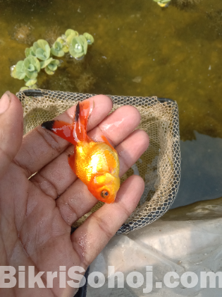 Japanese koi